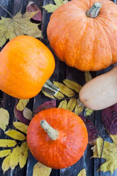 Fresh autumn pumpkins — Stock Photo, Image
