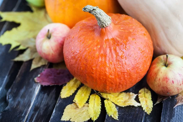 Fresh autumn pumpkins — Stock Photo, Image