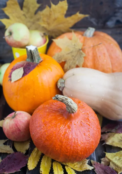 Fresh autumn pumpkins — Stock Photo, Image