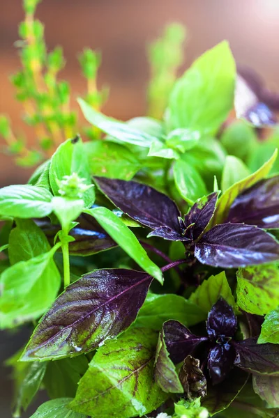 Bunch Fresh Juicy Basil Close — Stock Photo, Image