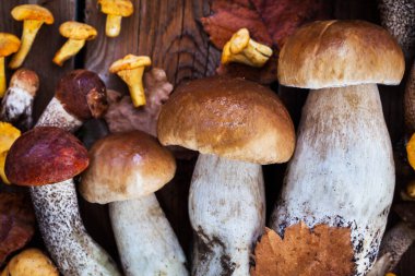 Tahta üzerinde taze pişmemiş yabani mantarlar (chanterelles, boletus ve porcini).