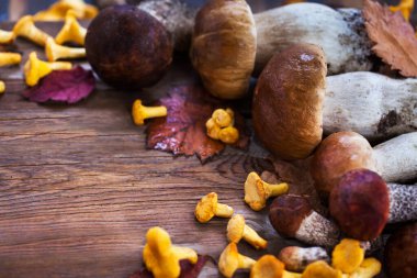 Tahta üzerinde taze pişmemiş yabani mantarlar (chanterelles, boletus ve porcini).