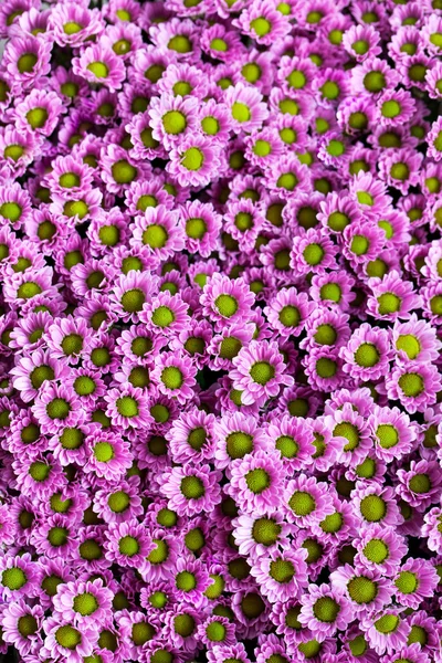 Małe fioletowe chryzantemy jako tło — Zdjęcie stockowe
