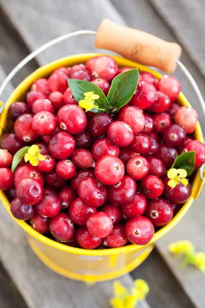 Fresh red cranberry — Stock Photo, Image