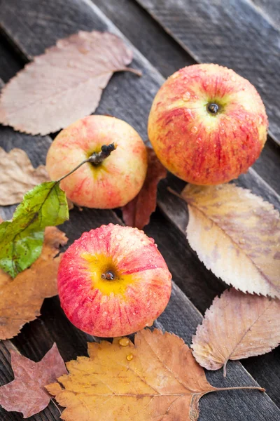 Мокрі свіжі червоні яблука в саду — стокове фото