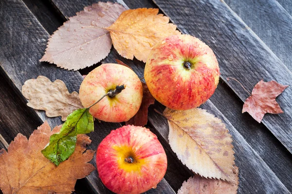 Pommes rouges fraîches humides dans le jardin — Photo