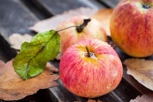 Manzanas rojas frescas húmedas en el jardín — Foto de Stock