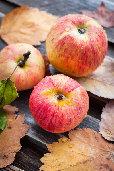 Wet fresh red apples in the garden — Stock Photo, Image