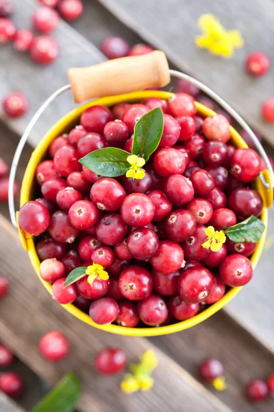 Fresh red cranberry — Stock Photo, Image