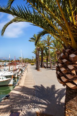 palmiye ağaçları ve teknelerle Alcudia, Mallorca ile mesire