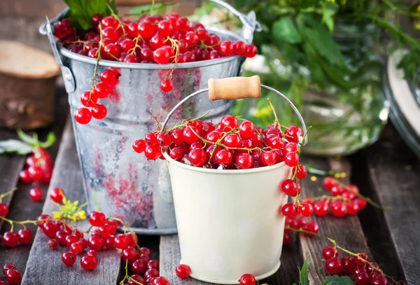 Fresh redcurrant in a bucket — Stock Photo, Image