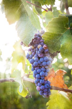 Yeşil yapraklı mor üzümler.