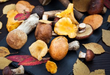 Sonbahar vahşi orman yenilebilir mantar karışımı