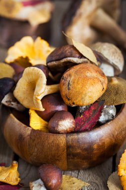 Sonbahar vahşi orman yenilebilir mantar karışımı