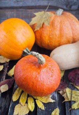 Taze sonbahar kabaklar