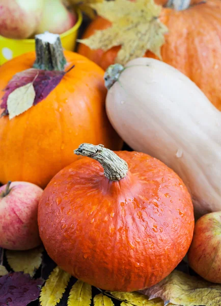 Fresh autumn pumpkins — Stock Photo, Image