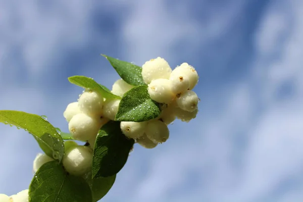 Υγρό Snowberry Μπροστά Από Συννεφιασμένο Ουρανό — Φωτογραφία Αρχείου