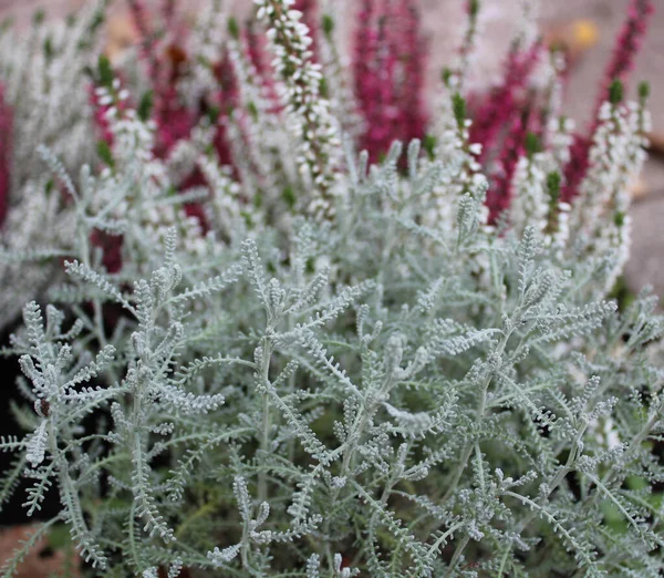 Lavande Coton Dans Jardin — Photo