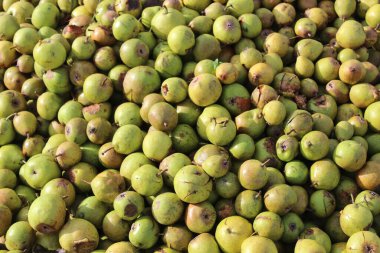 Sonbaharda bir sürü elma şarabı.