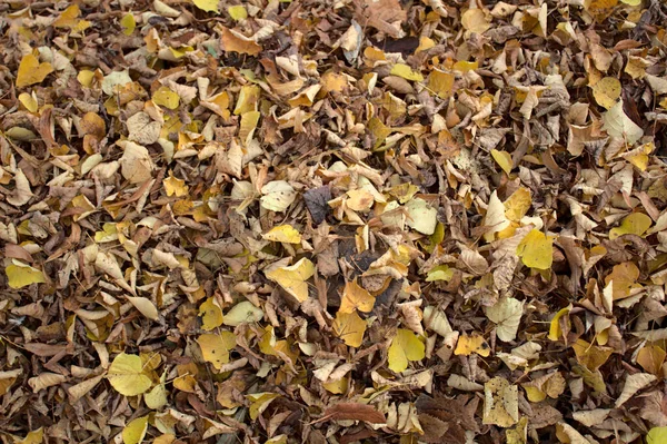 Vele Herfstbladeren Natuur — Stockfoto