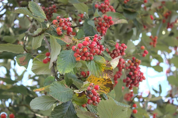 Bahçede böğürtlen