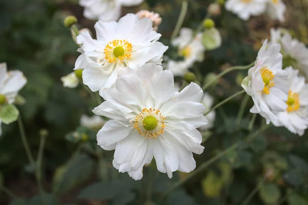 Eine Windblume Herbst — Stockfoto