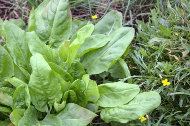 Bahçedeki kuş yaprakları