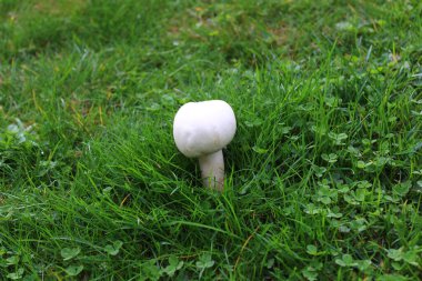 Bahçedeki çayırda bir şampiyon