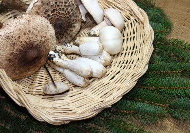 Ormandan farklı mantarlarla dolu bir sepet.