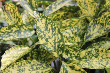 Yazın defne bahçesinde