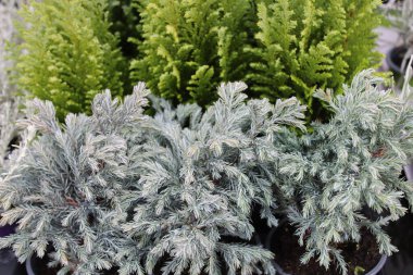 Bahçedeki sahte selvi.