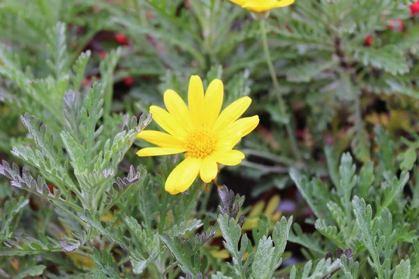 Euryops Feuilles Grises Dans Jardin — Photo