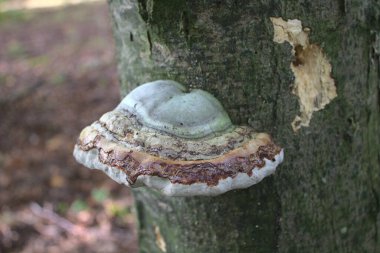 Ormandaki bir ağaca dokunmuş.