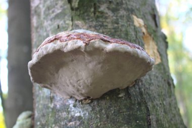 Ormandaki bir ağaca dokunmuş.