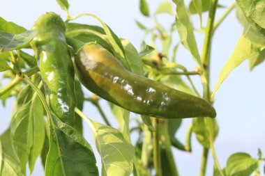 Bahçede yeşil biber