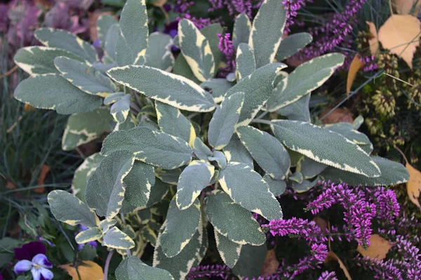 Colourful Sage Autumn — Stock Photo, Image