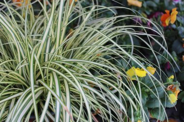 Bahçedeki güzel sazlar