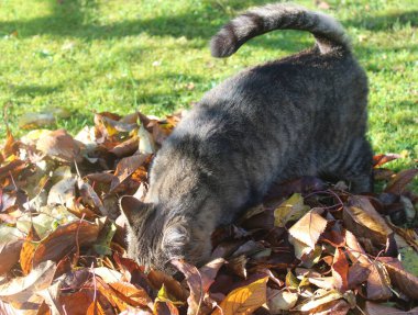Sonbahar yapraklarında bir kedi