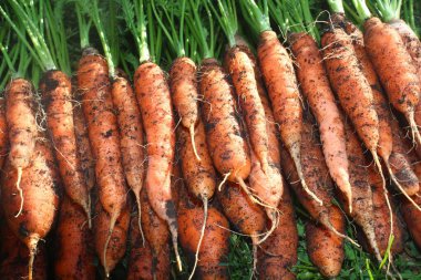 Çayırda toplanan havuçlar