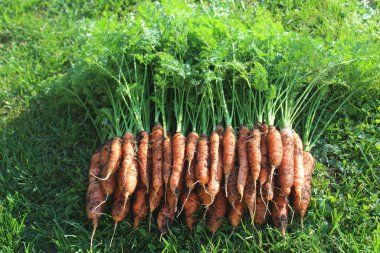 harvested carrots in the meadow clipart