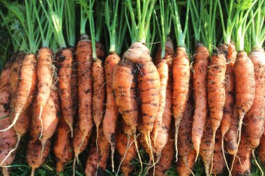 Çayırda toplanan havuçlar