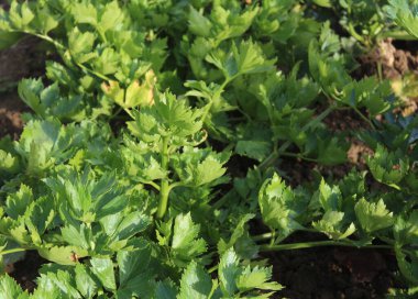 Bahçedeki kereviz tarlası