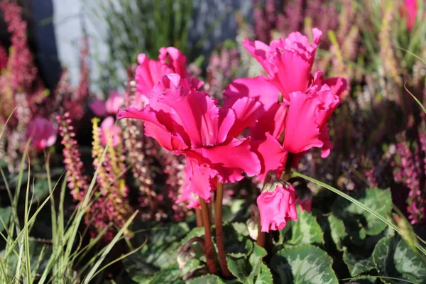 Ροζ Κυκλάμινο Στον Κήπο — Φωτογραφία Αρχείου