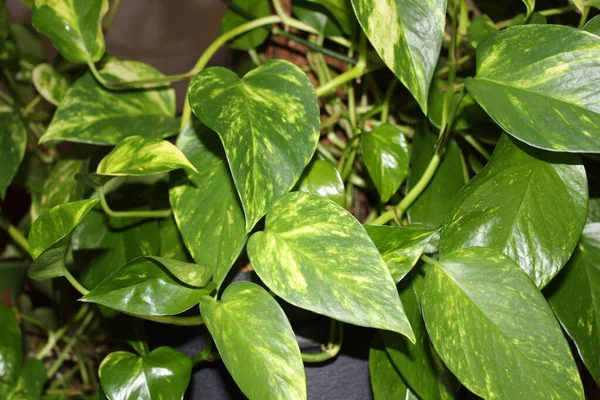 Odada sarmaşık arumu