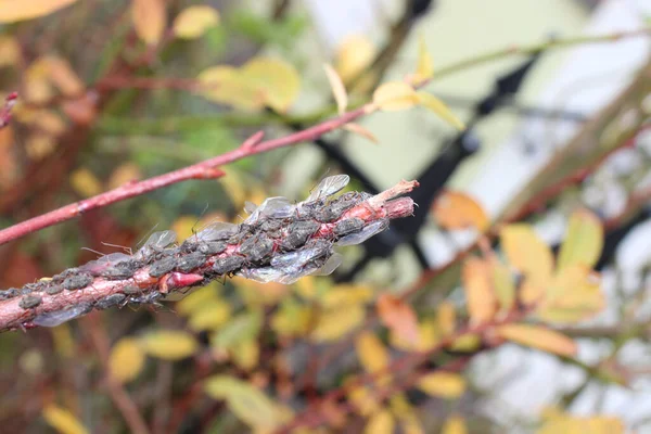 Many Aphids Garden — Stock Photo, Image