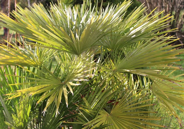 Bahçedeki Palmiye Ağacı — Stok fotoğraf