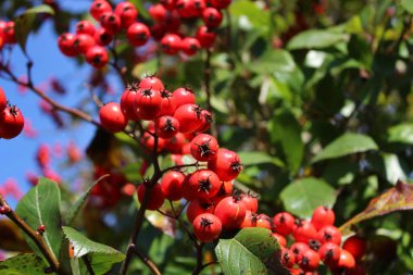 Bahçede böğürtlen