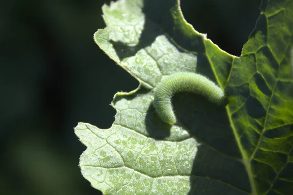 Petite Chenille Sur Une Feuille Radis — Photo