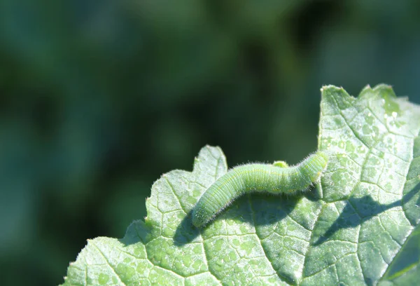 大根の葉の上の小さな毛虫 — ストック写真