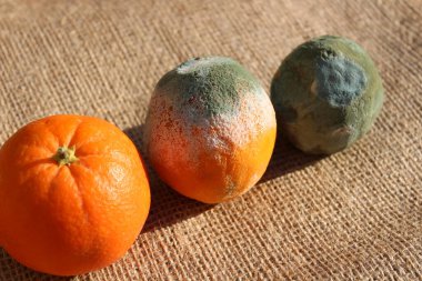 Küflü portakallar.